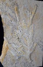 Brachyphyllum nepos SAPORTA - Bild &copy; FossNet FossilienStore
